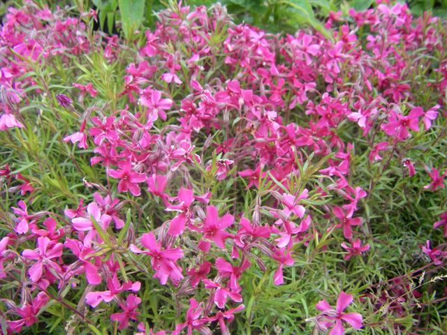 Phlox subulata 'Scarlet Flame'
 